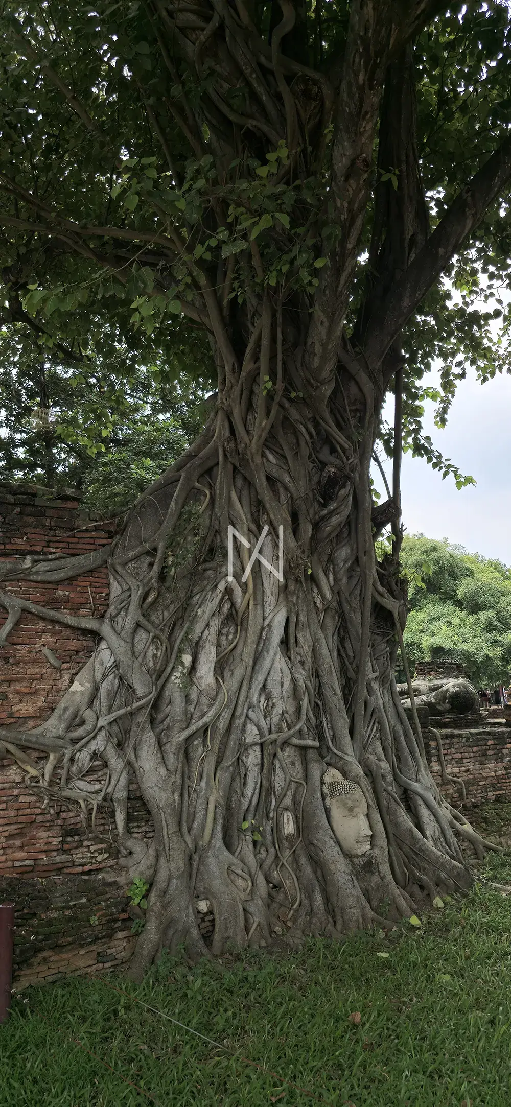 Buddha Bodi Tree